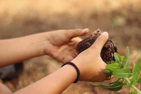 Hulha Negra promove a cultura da arborização com projetos de incentivo ao plantio de árvores