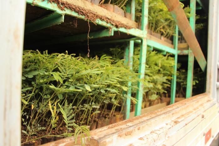 50 mil mudas de acácia foram distribuídas