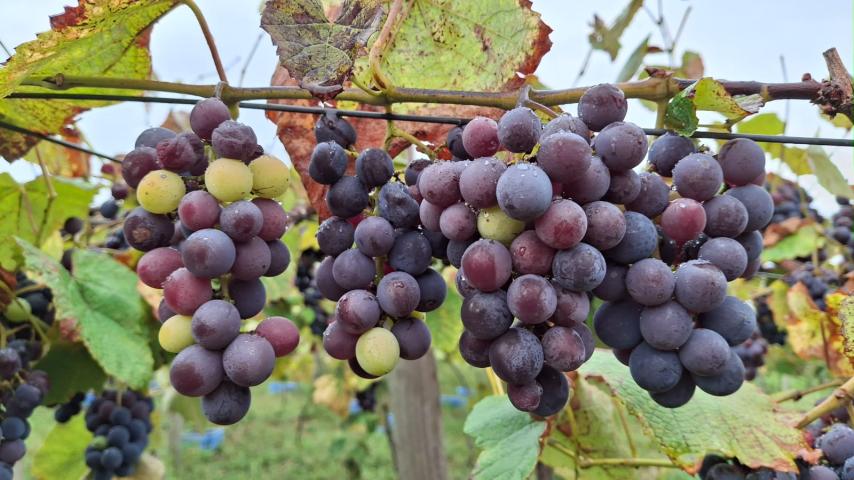 Cerca de 10 toneladas de uvas foram vendidas