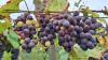 Cerca de 10 toneladas de uvas foram vendidas